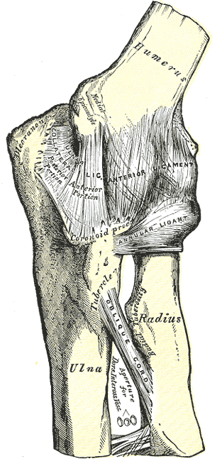 Lámina anatómica de la articulación del codo