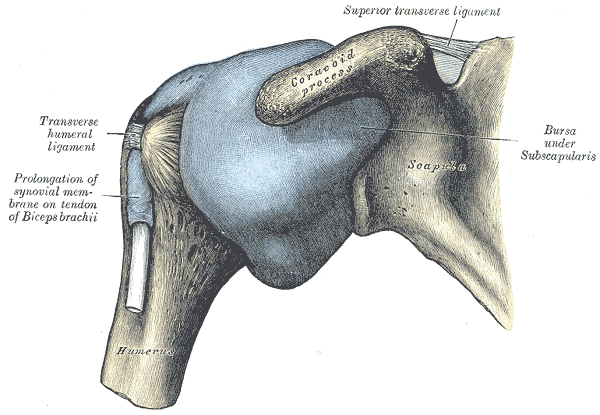 Lámina anatómica de la articulación del hombro
