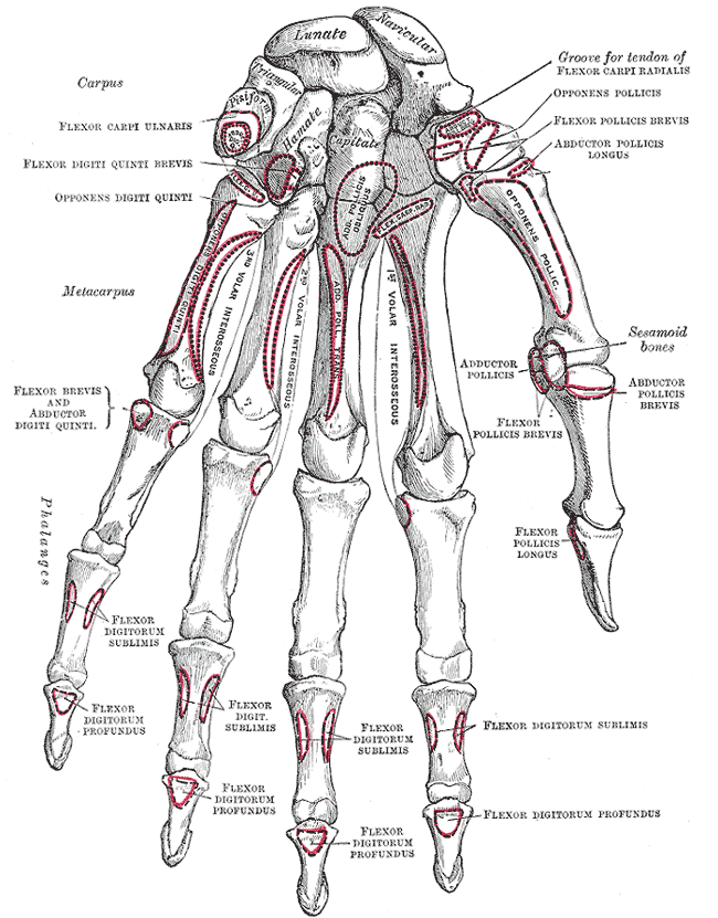 Lámina anatómica de los huesos de la mano